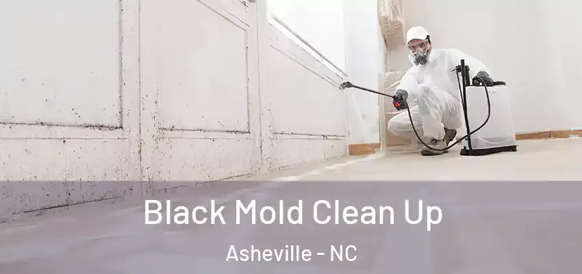  Black Mold Clean Up Asheville - NC