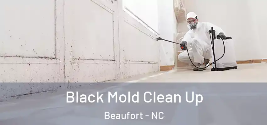  Black Mold Clean Up Beaufort - NC