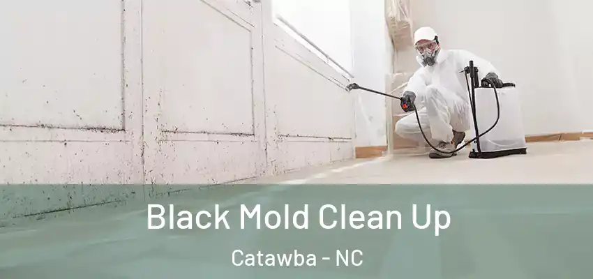  Black Mold Clean Up Catawba - NC