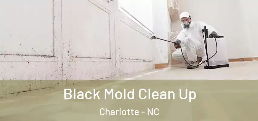  Black Mold Clean Up Charlotte - NC