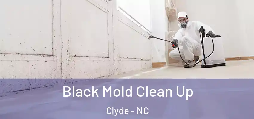  Black Mold Clean Up Clyde - NC