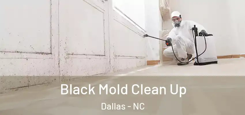  Black Mold Clean Up Dallas - NC