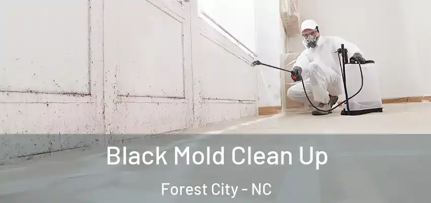  Black Mold Clean Up Forest City - NC
