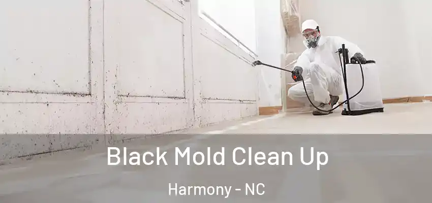 Black Mold Clean Up Harmony - NC