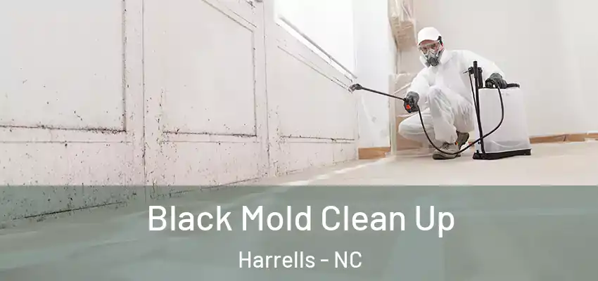  Black Mold Clean Up Harrells - NC