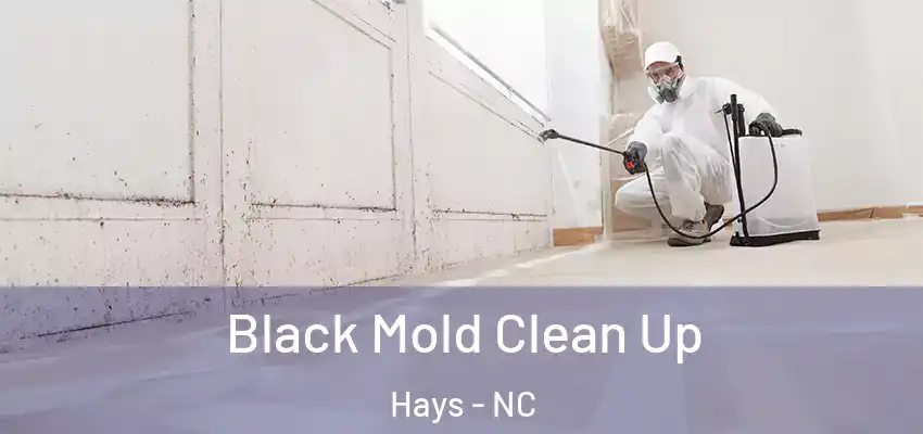 Black Mold Clean Up Hays - NC