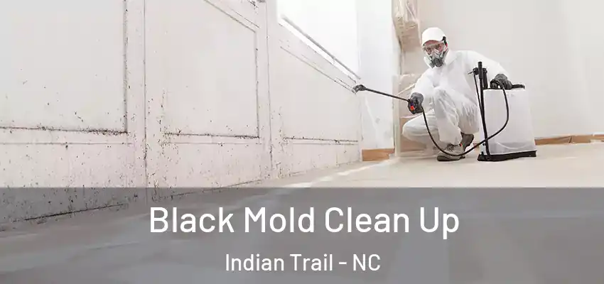  Black Mold Clean Up Indian Trail - NC