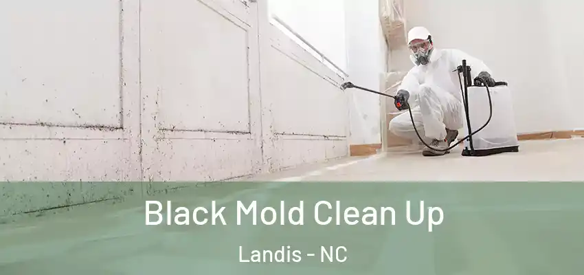 Black Mold Clean Up Landis - NC
