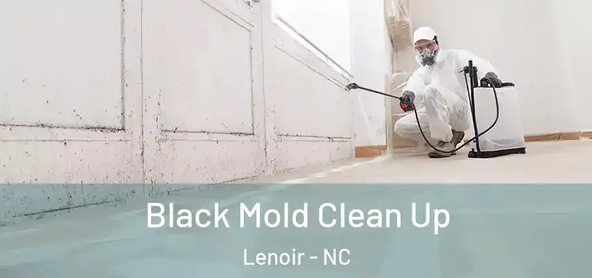 Black Mold Clean Up Lenoir - NC