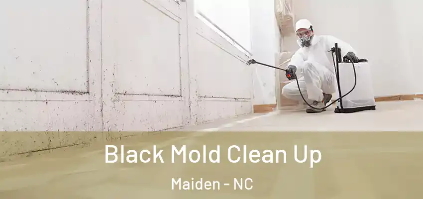  Black Mold Clean Up Maiden - NC