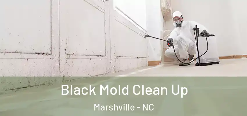Black Mold Clean Up Marshville - NC