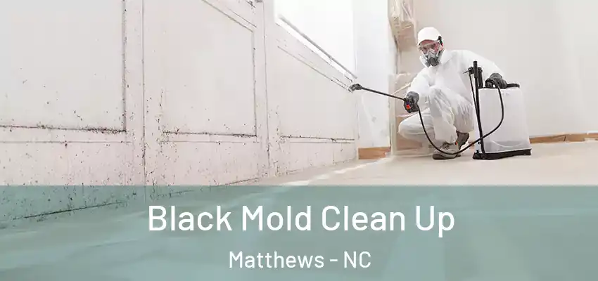 Black Mold Clean Up Matthews - NC