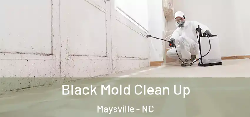 Black Mold Clean Up Maysville - NC