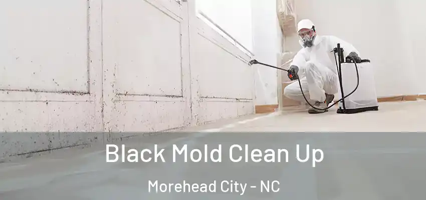  Black Mold Clean Up Morehead City - NC