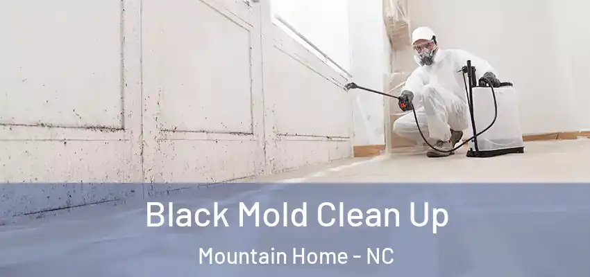 Black Mold Clean Up Mountain Home - NC