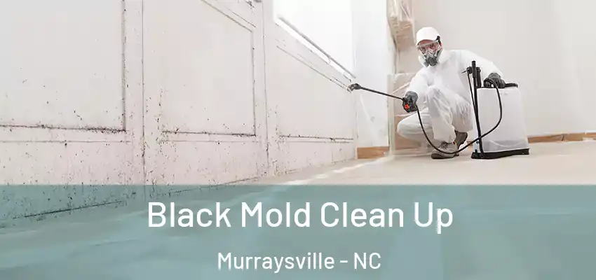  Black Mold Clean Up Murraysville - NC