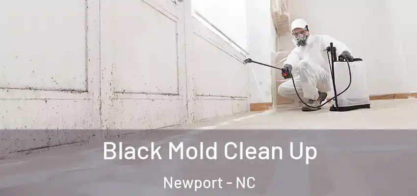 Black Mold Clean Up Newport - NC