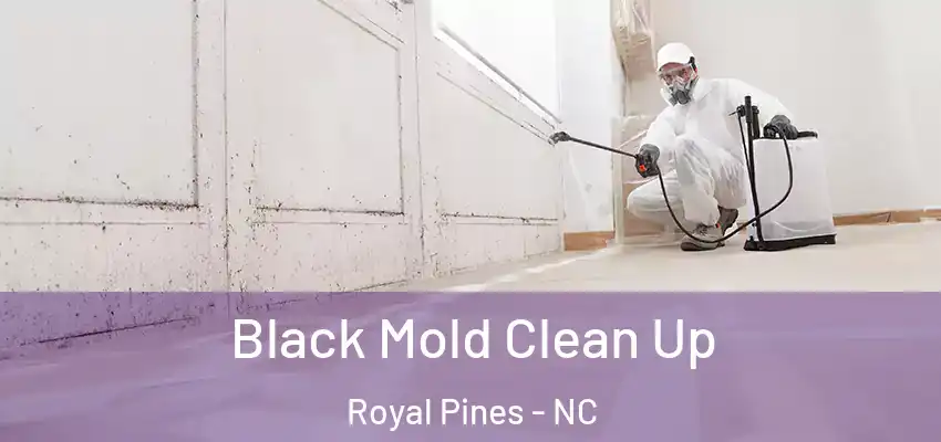 Black Mold Clean Up Royal Pines - NC