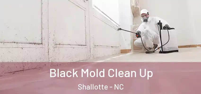 Black Mold Clean Up Shallotte - NC