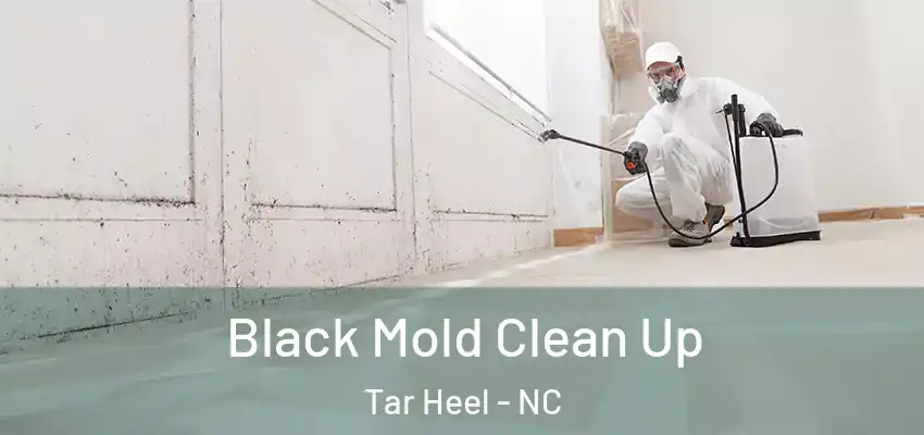  Black Mold Clean Up Tar Heel - NC