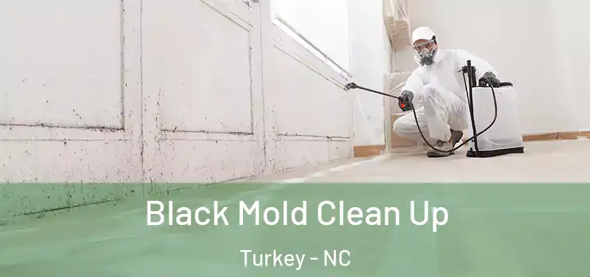 Black Mold Clean Up Turkey - NC