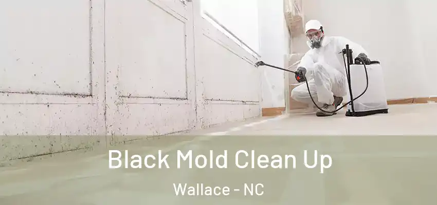 Black Mold Clean Up Wallace - NC