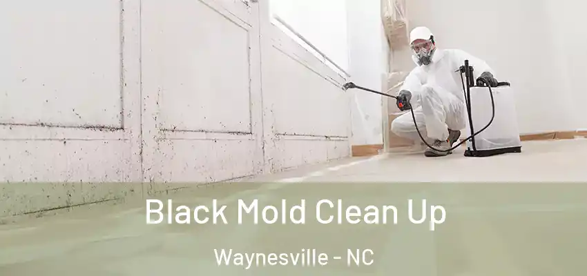  Black Mold Clean Up Waynesville - NC