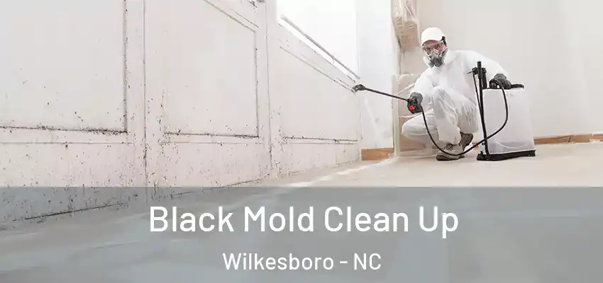  Black Mold Clean Up Wilkesboro - NC