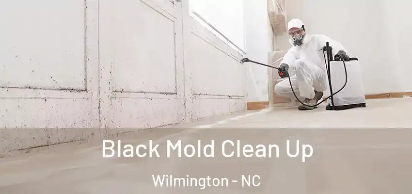  Black Mold Clean Up Wilmington - NC