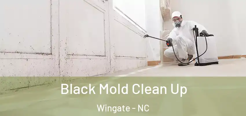 Black Mold Clean Up Wingate - NC