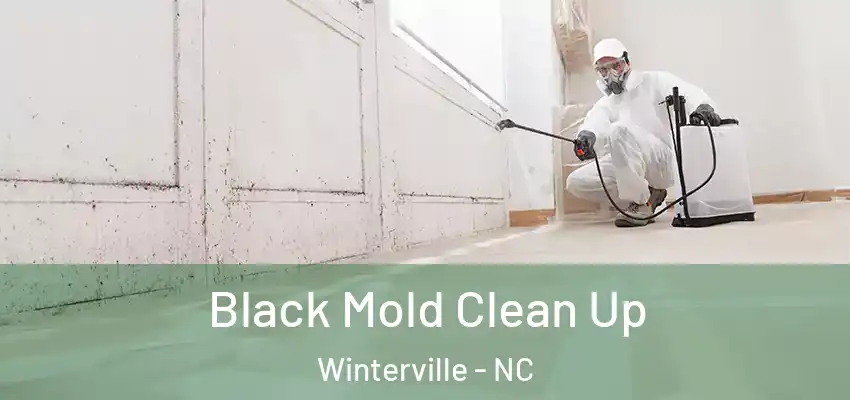 Black Mold Clean Up Winterville - NC