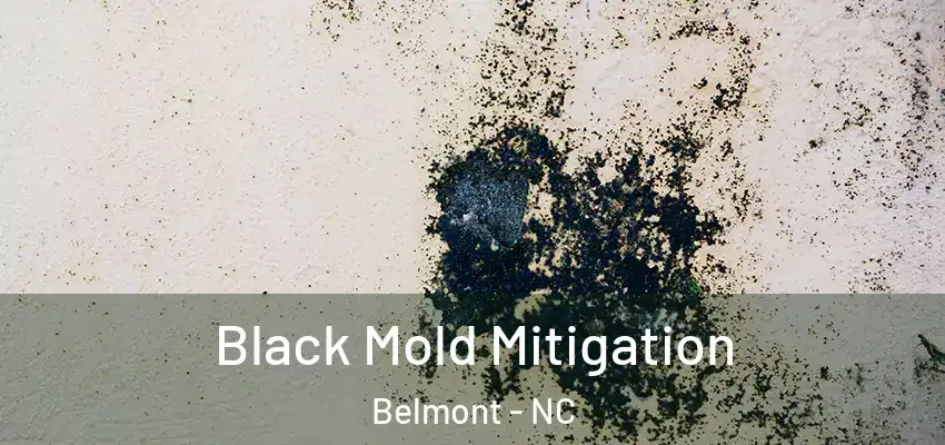 Black Mold Mitigation Belmont - NC