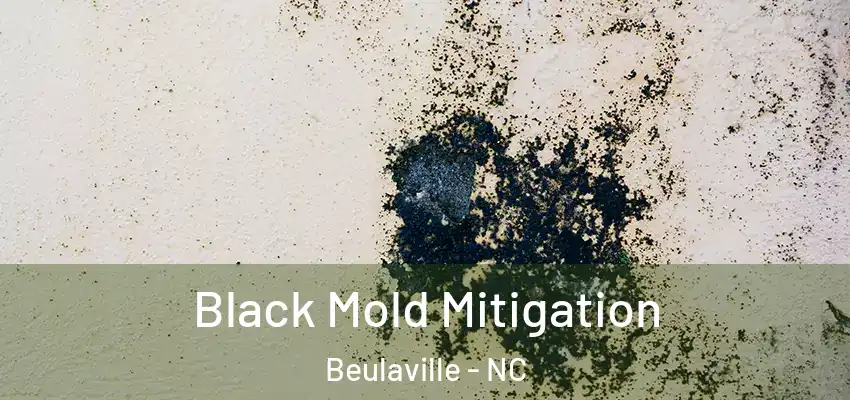  Black Mold Mitigation Beulaville - NC
