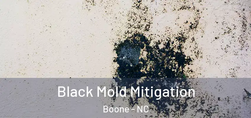  Black Mold Mitigation Boone - NC