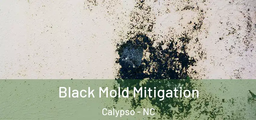  Black Mold Mitigation Calypso - NC