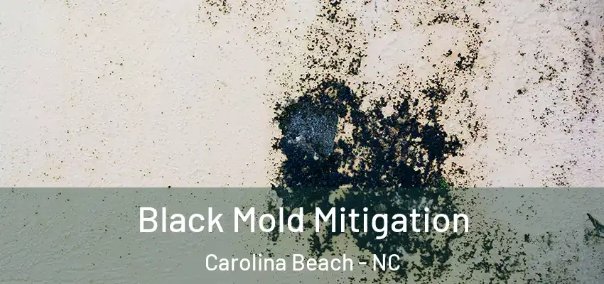  Black Mold Mitigation Carolina Beach - NC