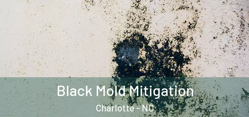 Black Mold Mitigation Charlotte - NC