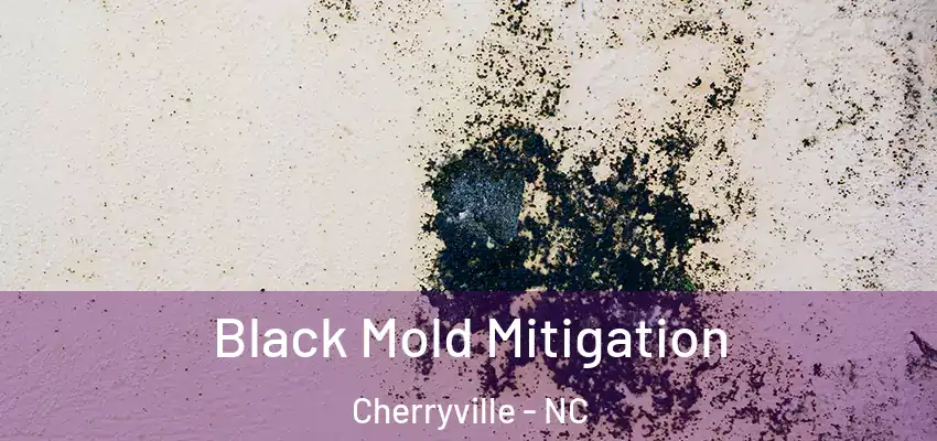  Black Mold Mitigation Cherryville - NC
