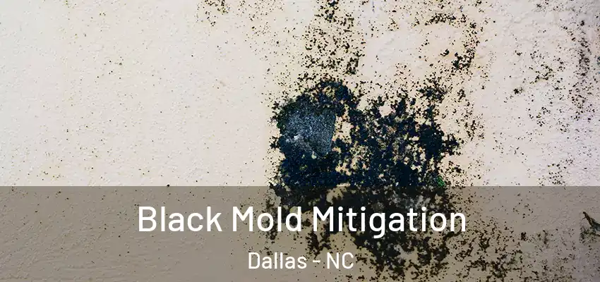 Black Mold Mitigation Dallas - NC