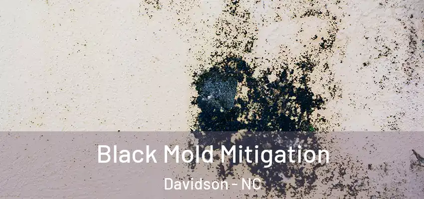 Black Mold Mitigation Davidson - NC