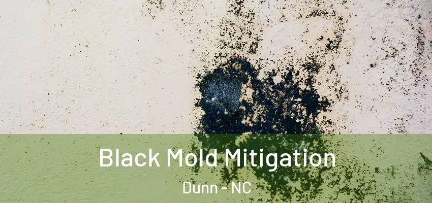 Black Mold Mitigation Dunn - NC