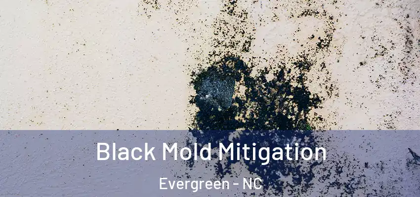  Black Mold Mitigation Evergreen - NC