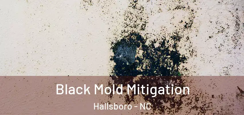  Black Mold Mitigation Hallsboro - NC