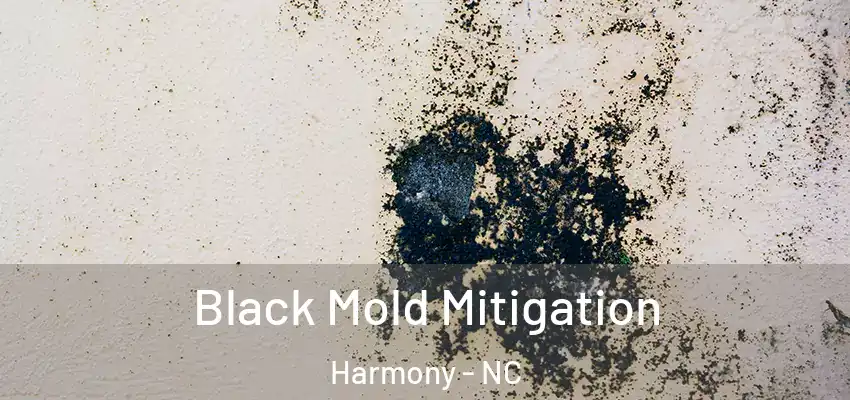 Black Mold Mitigation Harmony - NC