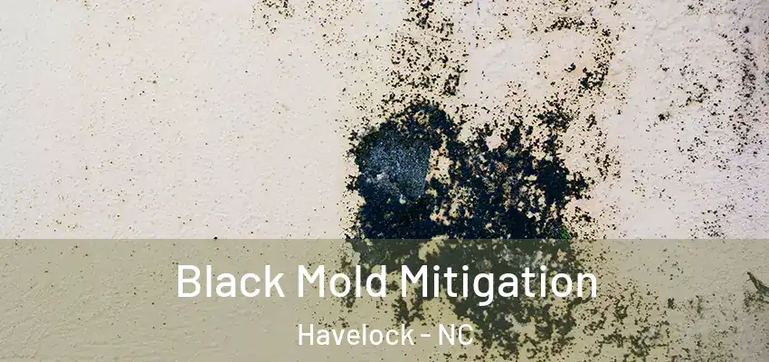  Black Mold Mitigation Havelock - NC