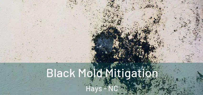 Black Mold Mitigation Hays - NC