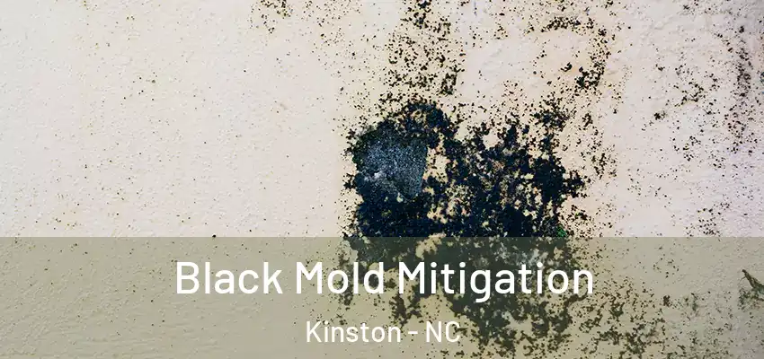  Black Mold Mitigation Kinston - NC