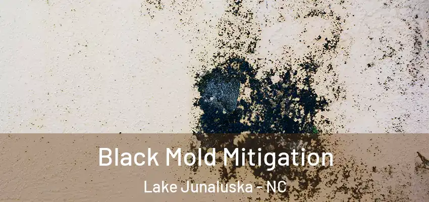 Black Mold Mitigation Lake Junaluska - NC