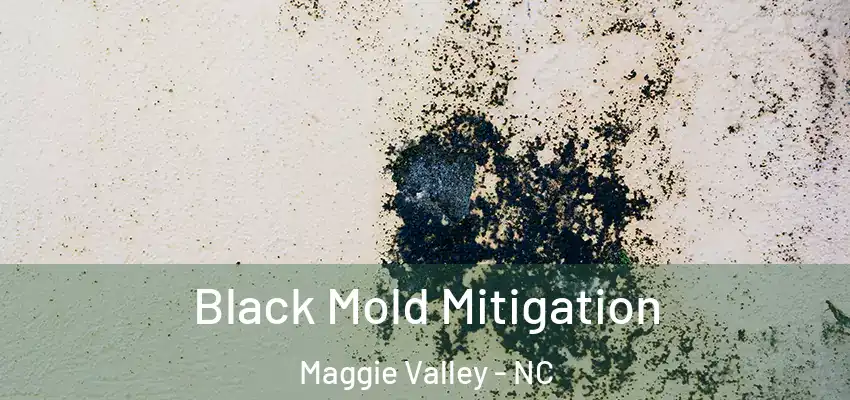  Black Mold Mitigation Maggie Valley - NC