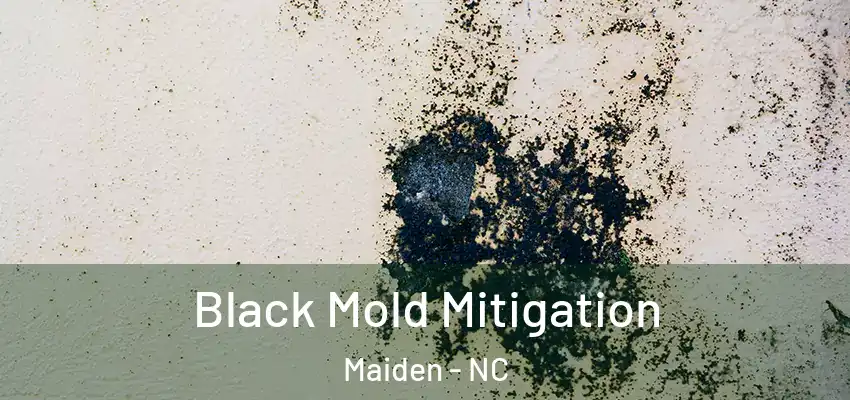  Black Mold Mitigation Maiden - NC